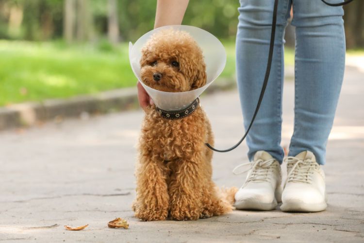 A dog outside on a walk while wearing a safety cone