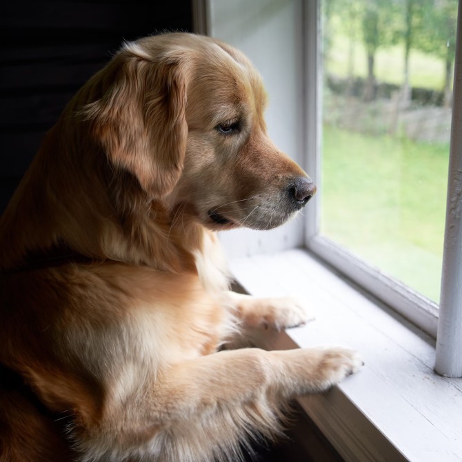 pet looking from the window
