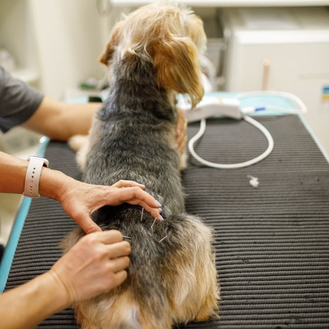 vet performing acupuncture on a pet